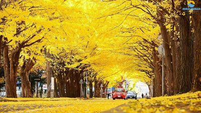 AUTUMN TRAVEL ON THE GOLDEN ROAD - Image - 612